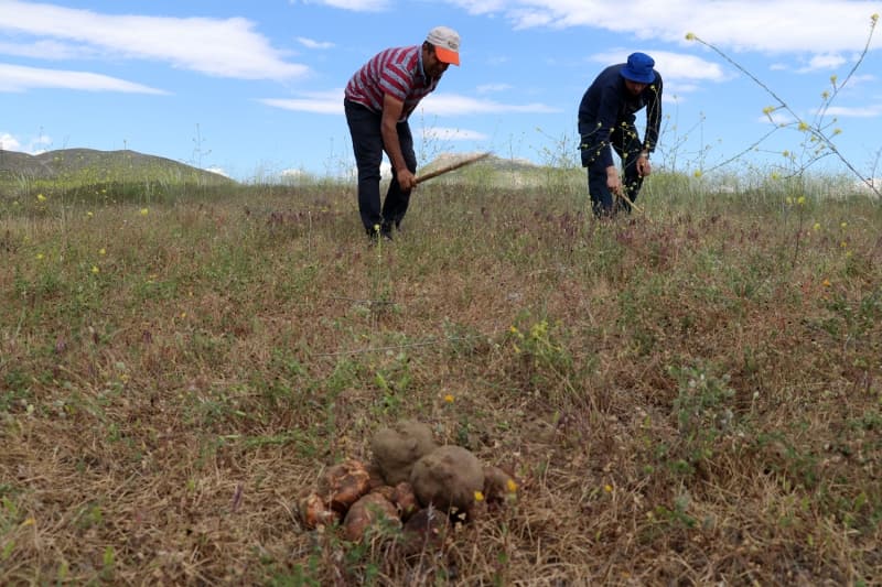 <p>Kumi mantarını bulmanın büyük dikkat istediğini aktaran Toksun, şöyle devam etti:</p>