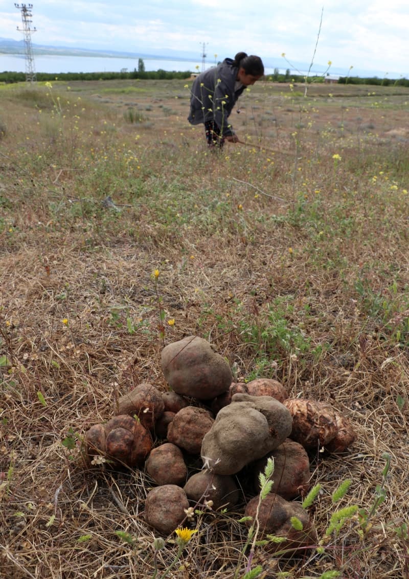 <p>'Bu mantar, bazı yerlerde toprağı kabartarak yerini belli ediyor. Ancak otun bol olduğu yerlerde toprağı kabartamadığı için, yere sopalarla vurmak suretiyle mantarın yerini bulmaya çalışıyoruz. Mantarın bulunduğu yere sopa denk geldiğinde daha tok bir ses çıkarıyor. Bu sesten orada mantar olduğunu anlayıp, toprağı çubukla kazmak suretiyle mantarı çıkarıyoruz.'</p>