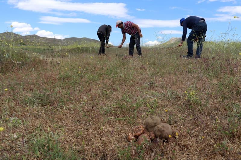 <p>Harabakayış köyü sakinlerinden Zihni Şen de lezzetiyle öne çıkan bu mantarı herkese tavsiye ettiklerini dile getirerek, 'Bazı yıllar bol bazı yıllar da pek nadir bulunuyor. Yağışın bol olduğu yıllarda bol bol topluyoruz.' ifadelerini kullandı.</p>
