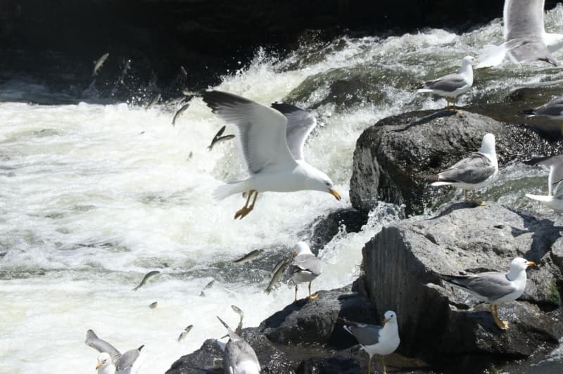 <p>Bal�klar�n g���n� izlemek i�in Bitlis’ten geldi�ini s�yleyen K�bra Acar da bu g�zelli�i ilk defa ke�fetti�ini belirtti.</p>