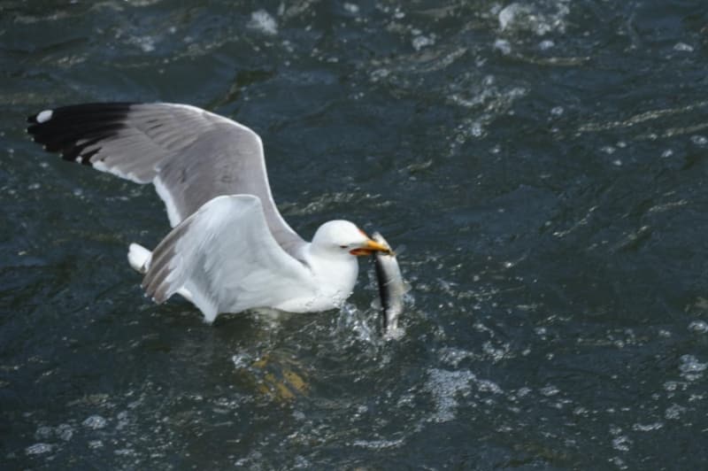 <p>Bal�klar�n z�plamas�n�, mart�lar�n onlar� avlamas�n� herkes g�rmeli.&nbsp;</p>