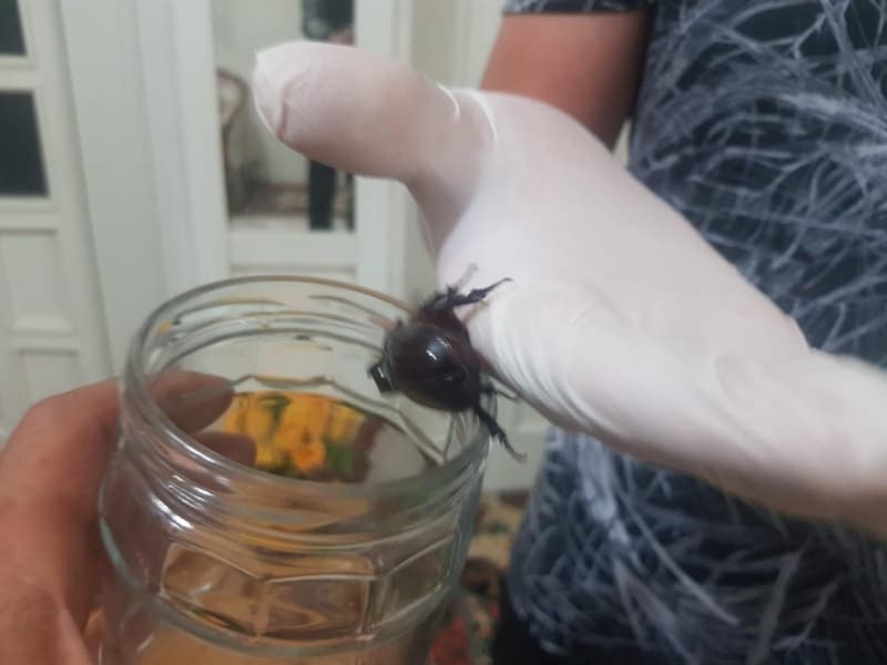 <p>Arlnn 850 katna kadar tama kapasitesi bulunduundan, koleksiyoncular tarafndan da rabet gryor.</p>