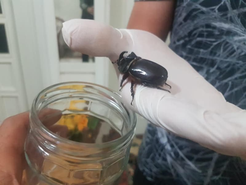 <p>Trkiye'de pazar bulunmayan bcein ayn zamanda yurt dna karlmas yasakland.</p>