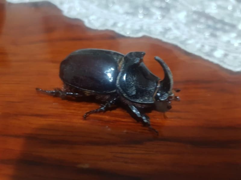 <p>Gergedan bcei, Antarktika dnda her ktada rastlanlan bir bcek olarak biliniyor. </p>