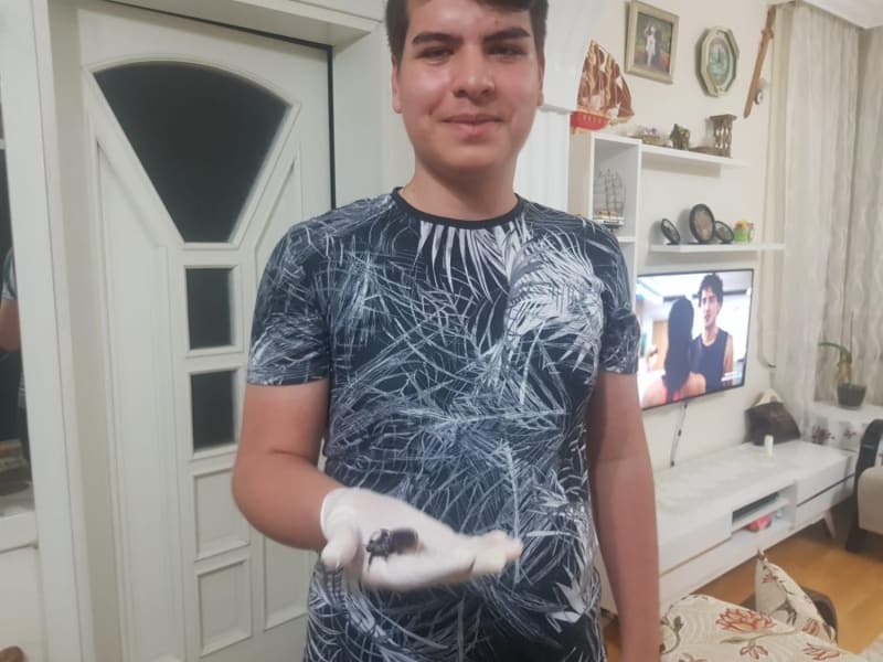 <p>Latince ad 'Oryctes Nasicornis' olan bcek, kabuunda bulunan keratin maddesi nedeniyle kimya, kozmetik ve ila sanayisinde de kullanlyor.</p>