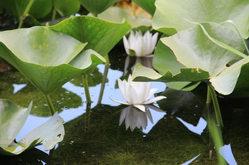 <p>Sap� yakla��k olarak 1,1.5 metreyi bulan Nil�fer �i�e�i suyun dibinde �amurda k�kleniyor. Nil�fer �i�eklerinin tohumunun ise Amazon ormanlar�ndan g��men ku�lar ile ta��nd��� ve bu sayede olu�tu�u d���n�l�yor.&nbsp;</p>