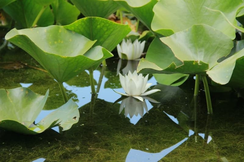 <p>&nbsp;vermekten 73 bin lira ceza kesiliyor. �ki d�n�m b�y�kl���ndeki Nil�fer G�l�, e�siz g�zelli�iyle b�lge turizmine katk� sunarken, lotus �i�e�i olarak da adland�r�lan Nil�fer �i�ekleri ziyaret�ilerin ilgisini �ekiyor.</p>