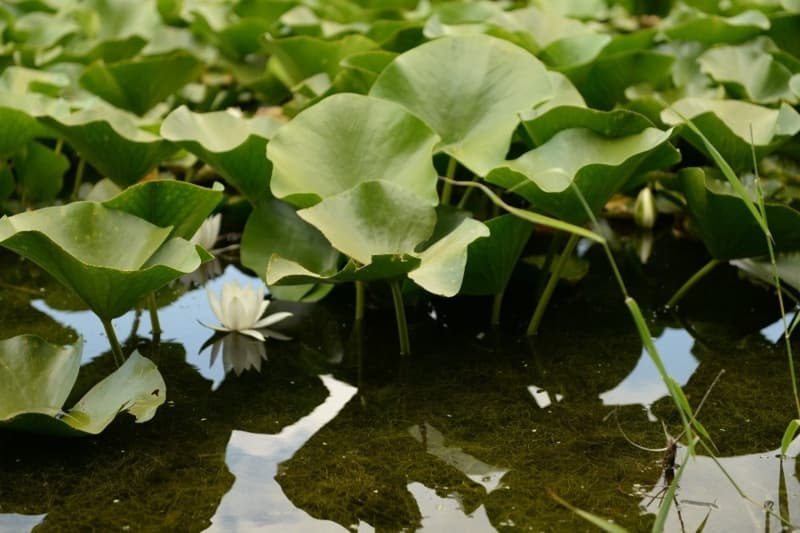 <p>Koruma alt�ndaki Nil�fer �i�eklerini koparanlara biyolojik �e�itlili�i tahrip etmek ve zarar vermekten 73 bin lira ceza kesiliyor</p>