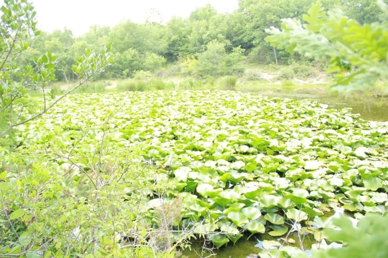 <p>Geceleri kapan�p suyun alt�na giren endemik �i�ekleri, g�ne�in do�u�uyla birlikte de yeniden y�zeye ��k�nca doyumsuz bir manzara olu�turuyor.</p>