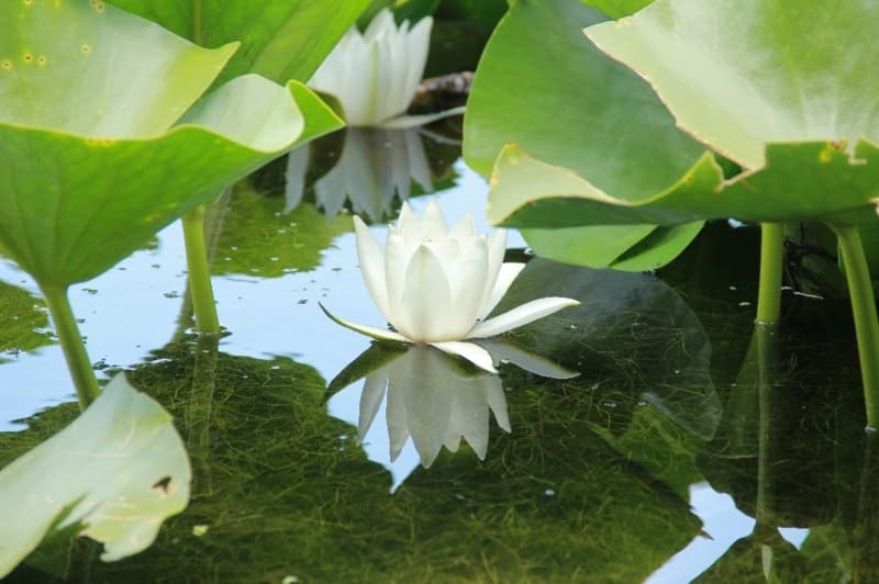 <p>Beyaz renkli Nil�fer �i�eklerini g�rmek i�in g�le gelenlerin say�s�nda da art�� ya�and�.&nbsp;</p>