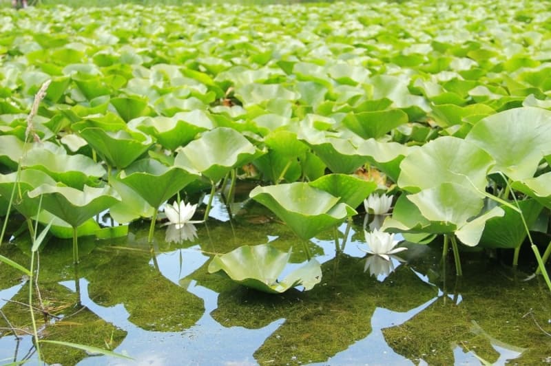 <p>Nil�fer �i�e�inin May�s ay�nda a��p, Ekim aylar�nda da g�r�ld���n� belirten Kalafat K�y� Muhtar� Hasan Yavuz, �i�eklerin kopar�ld���nda ba�ka yerde yeti�medi�ini s�yledi.&nbsp;</p>