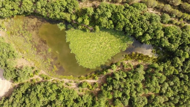 <p>Nil�fer �i�eklerinin sabah saatlerinde a�t���n� da s�zlerine ekleyen Yavuz, “Nil�fer G�l�ne ziyarete gelecek olan misafirlerimiz sabah 9 gibi geldiklerinde b�t�n Nil�fer �i�eklerinin a��k oldu�unu g�recekler. Ak�am�zeri 16.00 saatlerinden sonra �i�eklerimiz yava� yava� kapan�yor saat 17.00’da ise �ok nadir a��k �i�ek kal�yor. Yani g�n�n ilk ���klar� ile a��l�p, g�n�n bat�m�na yak�n zaman�nda tekrar kendilerini kapat�yorlar” a��klamas�nda bulundu.</p>