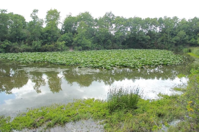 <p>Yavuz; “ Kalafat k�y� s�n�rlar� i�erisinde bulunan Nil�fer G�l�’n�n yan�nday�z. G�l�m�zdeki �i�ekler May�s ay�nda a��p, Ekim aylar�na kadar �st�nde azda olsa �i�ek bulunduruyor. �zelli�i, yapraklar� kendi tozunu kendi temizleme �zelli�ine sahip bir bitki. Bunun yan�nda nadir bulunan bitki t�rlerinden biridir. Tam emin olmamak �art� ile Marmara b�lgesinde bir ya da iki tane oldu�unu d���n�yoruz. Nil�fer G�l�’m�z�n bu do�a i�eresinde tropikal bir arazide ve kendi �amuru �zelli�ine sahip olmas�ndan, bu �i�eklerin t�redi�ini daha �nce yapt���m�z ara�t�rmada bir �niversite dekan�n�n yapt��� �al��malarda, Nil�fer �i�e�inin amazon g��men ku�lar� taraf�ndan b�rak�lan tohumla t�redi�ini biliyoruz. Bunun yan�nda, g�l�m�z�n tropikal �amurlu�unun i�erinde kendine haz bir yeti�mesi var. Yani kopar�l�p ba�ka bir yerde yeti�me �ans� olmayan bir �i�e�e sahiptir” dedi.</p>