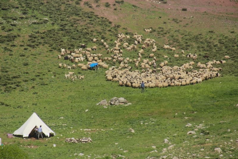 <p>Göçerlerden Güllü Koçoğlu, AA muhabirine yaptığı açıklamada, çocukluğundan beri hayvancılıkla uğraştığını söyledi.</p><p>Yayla yaşamının zor olduğunu ifade eden Koçoğlu, 'Bu sene Çemişgezek'ten Ovacık'a ilk defa geldik. Şu an biz Mercan Dağları eteğindeki Arpaçukuru Yaylası'nda bulunuyoruz. Burada 10 aile ve onlara ait yüzlerce koyun ve kuzu sürüleri var. Biz göçerler genellikle hayvanlarımızı köylerimizden kamyonlara yükleyerek yaylalara geliyoruz ve çadırlarda yaşamımız sürdürüyoruz.' dedi.</p>