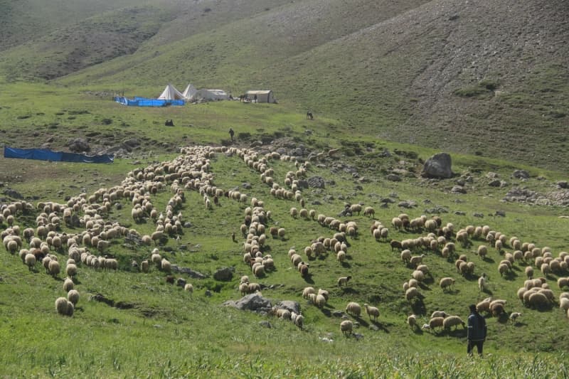 <p>Koçoğlu, yaylada yağmur yağdığı zaman işlerinin zorlaştığını belirterek, 'Biz kadınlar genellikle ev işleri ya da koyun sağımıyla ilgileniyoruz. Koyunlardan elde ettiğimiz sütü süzüp peynir üretiyoruz. O peyniri de tüccarlara satıyoruz. Koyunları akşamları çobanlar otlatıyor. Onlar da ayı ve kurtlara karşı nöbet tutuyor.' ifadelerini kullandı.</p>