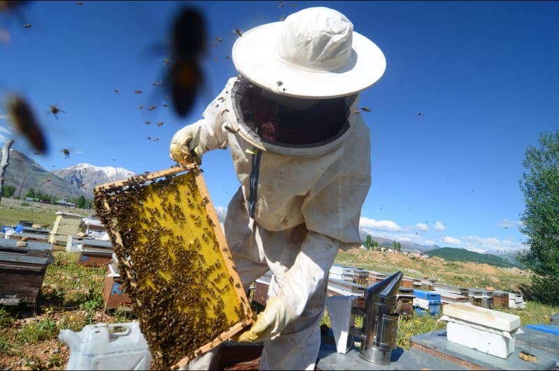 <p>Yüzde 18'i endemik, 1600'ün üzerinde kayıtlı bitki türüne sahip olması dolayısıyla her yıl yaklaşık 30 bin kovan arının bulunduğu ve 150 arıcının, mayıs ile eylül ayları arasında arılarının yanında konakladığı ilçede, mevsime bağlı olarak doğadaki bal kaynaklarının çoğalmasıyla arıcılar, zorlu bir çalışma yürütüyor.</p>