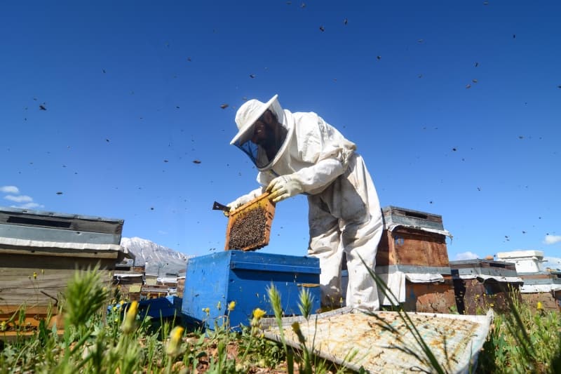 <p>Kovanlardaki arı kolonileriyle gece gündüz demeden ilgilenen arıcılar, ilkbaharda arı kovanlarının durumunu, ana arıların yaşını, kovanlardaki bal miktarını ve hastalık olup olmadığını kontrol ediyor ya da arıların gelişimini sağlamak için günlük olarak şurup, bal kekiği ve kek hazırlayarak arıların bakımını yapıyor.</p>