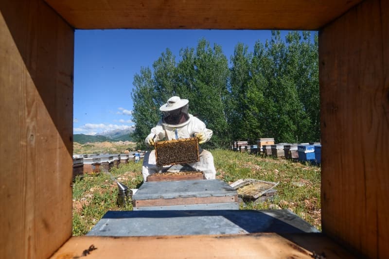 <p>Bitki çeşitliliği ve endemik türler bakımından zengin floraya sahip olan, bu nedenle arı yetiştiriciliğinin yaygın yapıldığı ilçede, yaz mevsimiyle arıcıların kovan başındaki zor ve yorucu mesaisi başladı.</p>