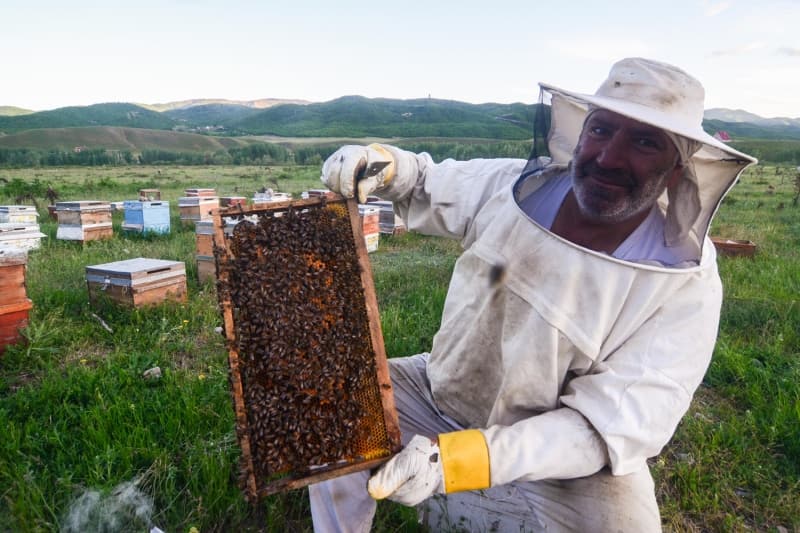 <p>Arılara bağlı 'konar göçer' bir yaşam süren ve yılın yarısını ailelerine hasret bir şekilde çadır ve barakalarda geçiren arıcılar, boz ayılar bal yemek için arı kovanlarına zarar vermesin diye de geceleri nöbet tutuyor.</p>