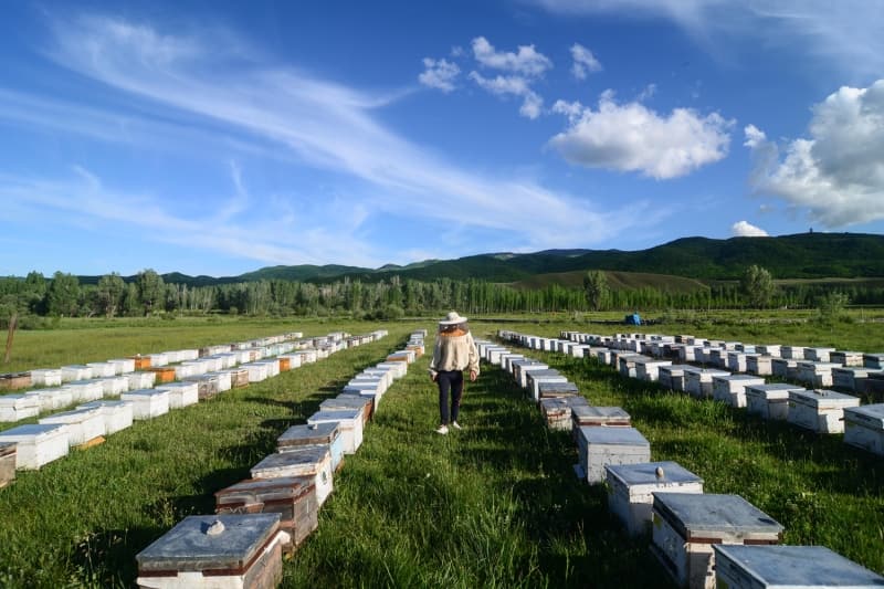 <p>Arıların bal toplamaya başladığı haziran ayından itibaren de çıta çakımı, telleme, bal mumu yapımı, kraliçe arı üretimi, oğul alma ve kovanlardaki arıları bölerek mevcudu çoğaltma işleriyle uğraşan arıcılar, bazı zamanlarda, güneşin kavurucu sıcaklığı altında saatlerce çalışarak ekmek parası kazanmak için uğraş veriyor.</p>