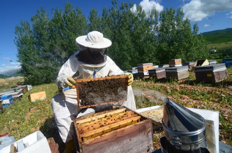 <p>Teknolojiden faydalanan bazı arıcılar da nöbet tutmak yerine güneş enerjisinden üretilen 12 voltluk elektriğin her 1,5 saniyede bir tellere verilmesiyle çalışan çitli bir sistemi, arı kovanlarının çevresine çekerek ayı ve domuzlara karşı önlem alıyor.</p>