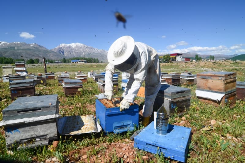 <p><b>- ELDE EDİLEN KALİTELİ BAL İÇ PİYASADA SATIŞA SUNULUYOR</b><br></p>