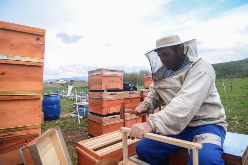 <p>Arıcı Selahattin Aktimur, AA muhabirine yaptığı açıklamada, arılarını kışın Hatay'a götürdüğünü ve havaların ısınmasıyla Ovacık'a geri döndüğünü söyledi.</p>