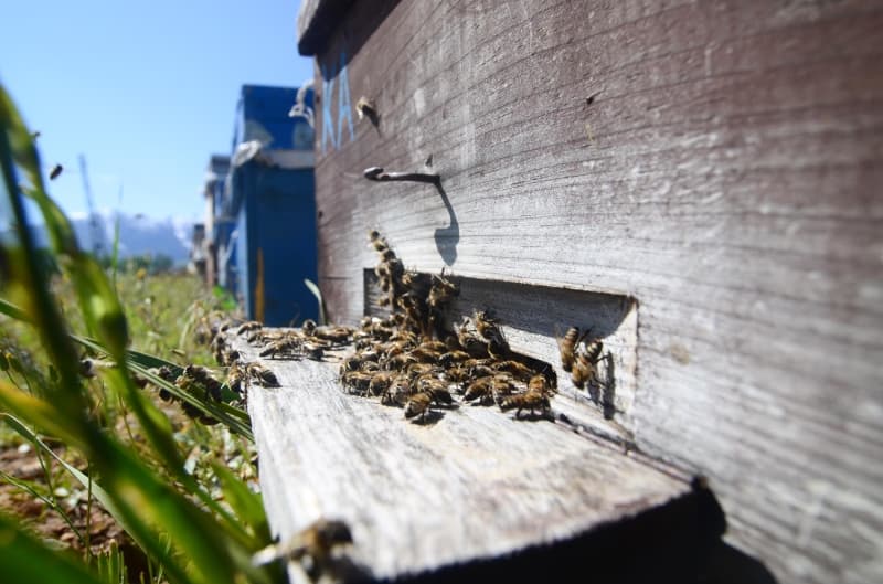<p>Bölgedeki yüksek rakımlı yaylalarda yaklaşık 3 ay meşakkatli bir süreç geçirecek olan arıcılar, sonbaharda elde ettikleri kaliteli ve doğal ürünleri iç piyasada satışa sunarak hem aile hem de ülke ekonomisine katkı sağlayacak.</p>