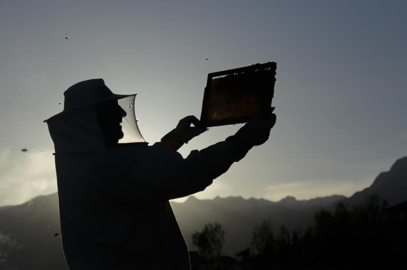 <p>Arıcı Kemal Çetin de Ovacık'ın, zengin florasıyla arıcıların ilgisini çektiğini anlatarak, 'Burada karlar geç eridiği için, ilkbahar mayısta yaşanmaya başlıyor ve ağustosa kadar çeşit çeşit çiçekler açıyor. Bu da arılardan kaliteli bal almak için önemli bir fırsat yaratıyor. Bu yüzden her yıl Ovacık'ı tercih ediyoruz. Arılar şu anda polen getiriyor, yavruyu uçuruyor, koloni çoğaltıyor.' ifadelerini kullandı.</p>
