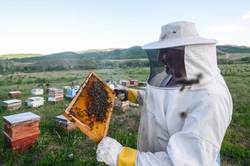 <p>Genellikle evlerinden uzakta oldukları için çadır ve barakalarda yaşam sürdüklerini ifade eden Aktimur, 'Haziran ve ağustos ayları arasında zorlu bir mesai yapıyoruz. Gezgin arıcılardan farklı olarak senede bir kez bal hasadı yapıyoruz. Şu anda da hazırlıklarımız devam ediyor. Mum yapıyoruz, çıta çakıyoruz.' diye konuştu.</p>
