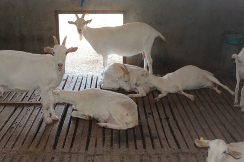 <p> “Eskiden ben şehirde yaşarken sık sık hasta oluyordum. Yani üst solunum enfeksiyonu geçiriyordum. Buraya geleli biz aşağı yukarı 9 yıl oldu. 9 yıldır ben daha çok şükür hasta falan da olmadım. Yani temiz hava birde keçi sütü insanı zinde tutuyor, sağlam tutuyor, bağışıklık sistemini yüksek tutuyor” dedi.</p>