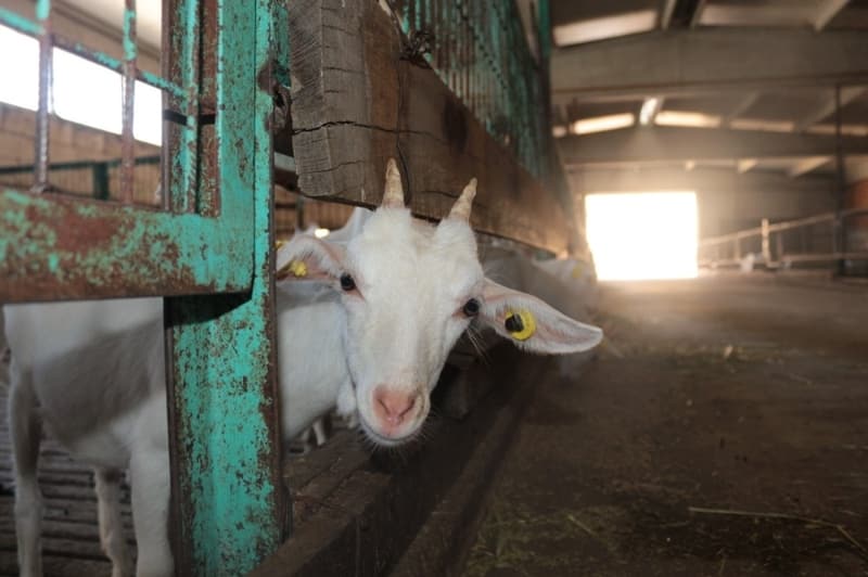 <p>Keçi sütünün anne sütüne en yakın sütlerin başında geldiğini hatırlatan Muharrem Kaplan, “Keçi sütü bağışıklık sistemini destekleyen çok sağlıklı bir süttür. Anne sütüne en yakın süttür. Onun için ben herkese keçi sütü içmesini veya keçi sütünden yapılan yoğurdu yemesini tavsiye ediyorum” diye konuştu.</p>