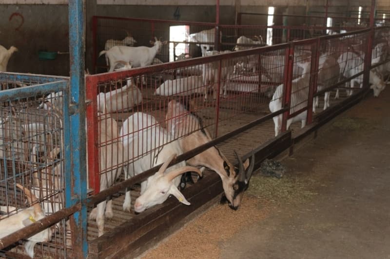 <p>Akarsu kırsal mahallesindeki keçi çiftlikleri ile ilgili bilgiler de veren Kaplan, “Bizim şu an 200 civarında keçimiz var. Bunlardan ancak 100 tanesi sağılıyor. Diğerleri oğlak veya teke durumunda. Bizim bir ara işletmemizde 500 civarında keçimiz vardı. Oğlaklar emdikten sonra 200 litre sütümüz kalıyor. Bu 200 litre sütün bir kısmını şehirde isteyenlere veriyoruz. Özellikle korona hastalığı çıktıktan sonra bağışıklık sistemini güçlendirmek isteyenler keçi sütüne talepte bulundular. Biz de onları kırmıyoruz, kendilerine sütü şehre götürerek teslim ediyoruz. Bunun dışında başta İstanbul olmak üzere birçok şehre de keçi sütü gönderiyoruz. Yani bizim pazarlama sorunumuz yok. Sütümüzü çok rahatlıkla tüketebiliyoruz” ifadelerini kullandı.</p>