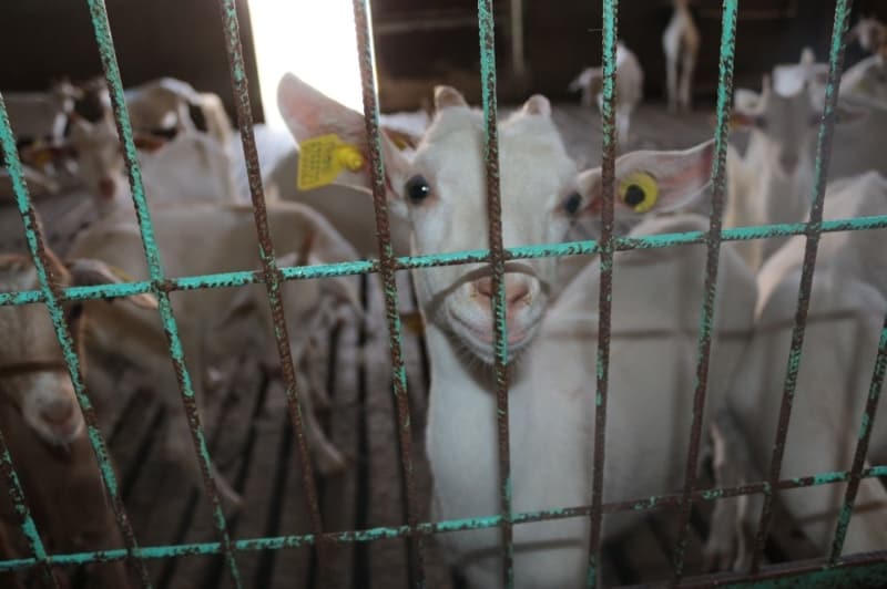 <p><b>“ANNE SÜTÜNE EN YAKIN SÜT KEÇİ SÜTÜ”</b><br></p>