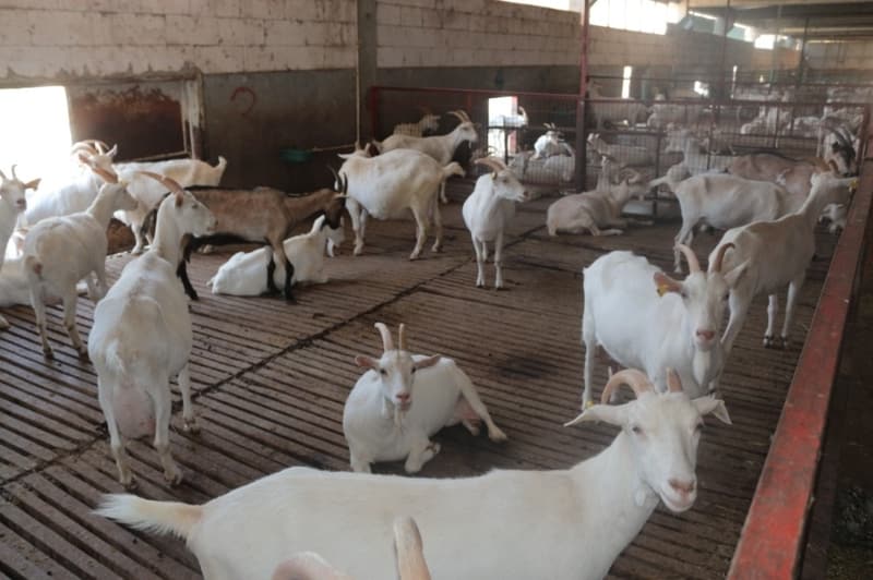 <p>Kaplan, “Keçi çiftliği kurma düşüncesi olanlar gelip bize danışıyorlar. Biz onlara keçi işletmesi kurun veya kurmayın diye tavsiyede bulunmuyoruz. Bizim burada misafirhanemiz var, onları burada ağırlıyoruz, istedikleri kadar kalabiliyorlar, yemeklerini ve içmelerini de biz karşılıyoruz. Çiftlik kurup kurmama konusunda kendileri karar veriyorlar. Onun için ben hiç kimseye keçi işi yapın veya yapmayın diye tavsiyede bulunmuyorum. Keçi işletmeciliği zor bir iş. Keçi işletmeciliği yapan kişinin bizim gibi 7/24 işin başında bulunması gerekiyor” dedi.</p>