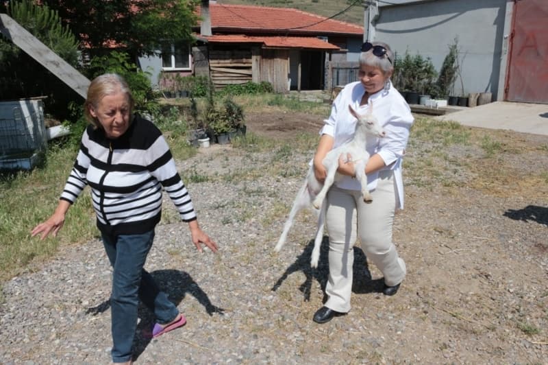 <p><b>“SABAH 06.30’DAN GECEYE KADAR KEÇİLERLE UĞRAŞIYORUZ”</b><br></p>