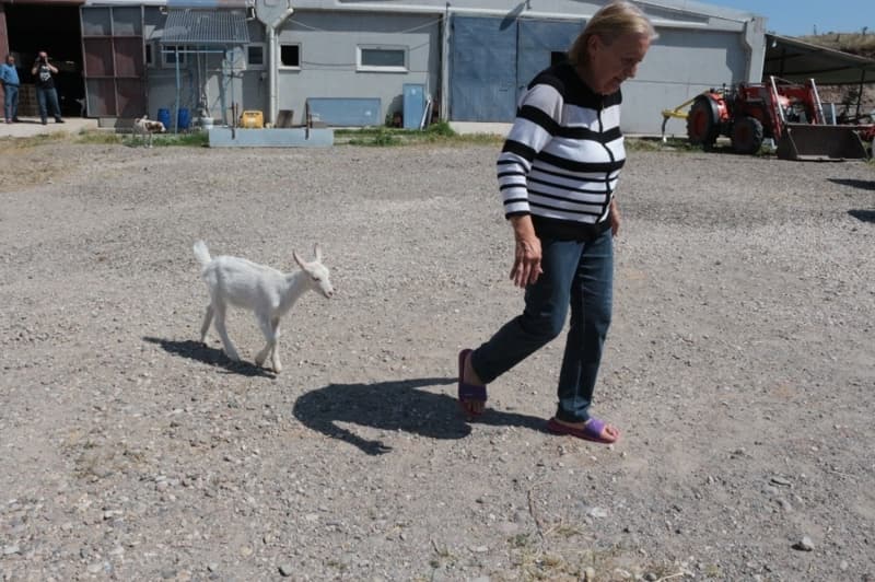 <p>Keçi çiftliğinde bir günün nasıl geçtiğini de anlatan Muharrem Kaplan, keçiciliğin 7 gün 24 saat uğraş gerektirdiğini kaydetti. </p>