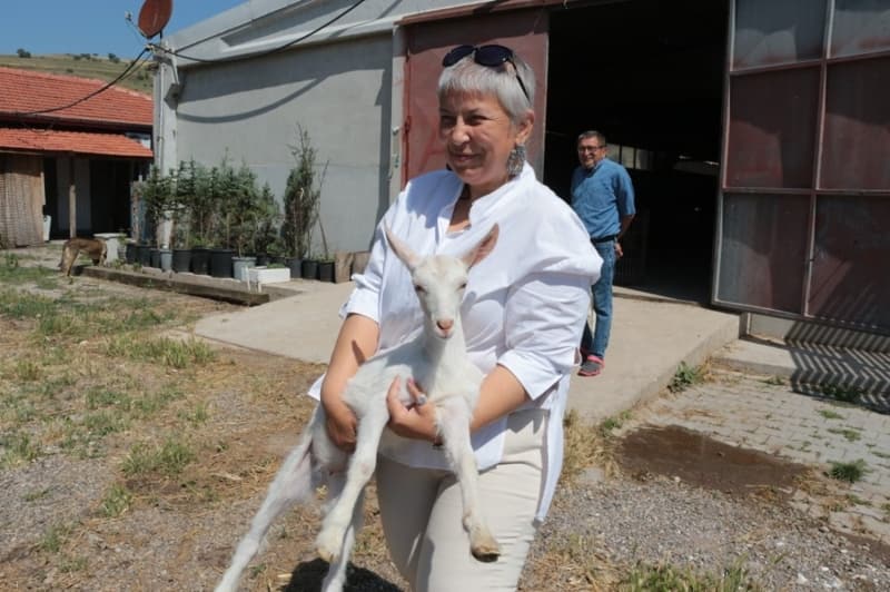 <p>Kaplan şunları söyledi:</p><p>“İşletmemizde çalışanlarımızla beraber 06.30’da uyanıyoruz. İlk baştan yarım saat kadar oğlakların beslenmesi sürüyor. Daha sonra sağıma geçiyoruz. Sağım bittikten sonra anaç keçilerin beslenmeleri başlıyor. Ondan sonra bir ara veriyoruz, dinleniyoruz. Tekrar akşam yine aynı şekilde saat 18.30’da oğlakların beslenmesi yapılıyor, saat 19.00’da da süt sağımı başlıyor. Hayat keçi çiftliğinde böyle geçiyor.”</p>
