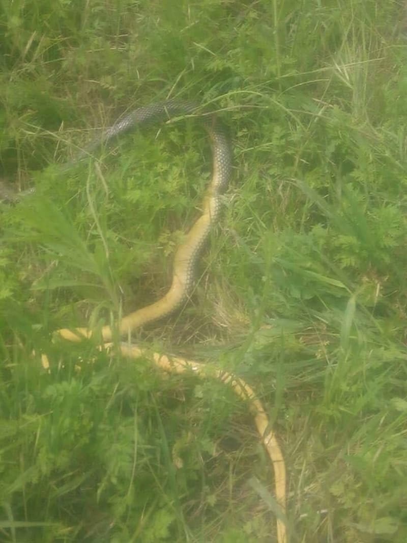 <p>Öte yandan, yaşanan çöl sıcakları sebebiyle serin yer aramak için yuvalarından çıktıkları tahmin edilen yılanlar sebebiyle vatandaşlar tedirgin olurken, itfaiye yetkilileri bazı yılanların zehirli olabileceğini, müdahale ederken vatandaşların çok dikkatli olup çok fazla yaklaşmadan yardım istemeleri gerektiğini söyledi.</p>