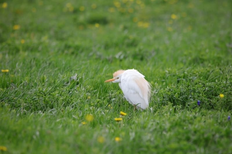 <p>Başta flamingo ve dikkuyruk olmak üzere bahri, uzun bacak, balıkçıl, elmabaş, kılıç gaga, halkalı cılıbıt, su tavuğu ve sakar meke gibi birçok kuş türünün sayısında artışın yaşandığı havza, doğa severlerin ve fotoğraf tutkunlarının ilgisini çekiyor.</p>