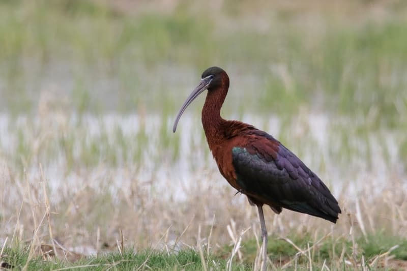 <p>'Teknoloji ve insan baskısı gibi nedenlerden dolayı bazı canlılar tehlike altında. Listelediğimiz 234 kuş türünün büyük bir kısmı kırmızı listelerin üst sıralarında yer alıyor. Van Gölü Havzası, nesli tükenme tehlikesi yaşayan hayvanlar için büyük şans. Sığınabildikleri en önemli alandır. Özellikle pandemi süreci nedeniyle insanlar doğaya çok çıkamadı ve canlılar üzerinde baskı kuramadı. Bunun neticesinde doğa kendine gelmeye başladı ve bu alanlardaki kuş sayısında da ciddi artışlar oldu. Özellikle dikkuyrukların artık insanlardan kaçmadıklarını rahatlıkla görüyoruz.'</p>