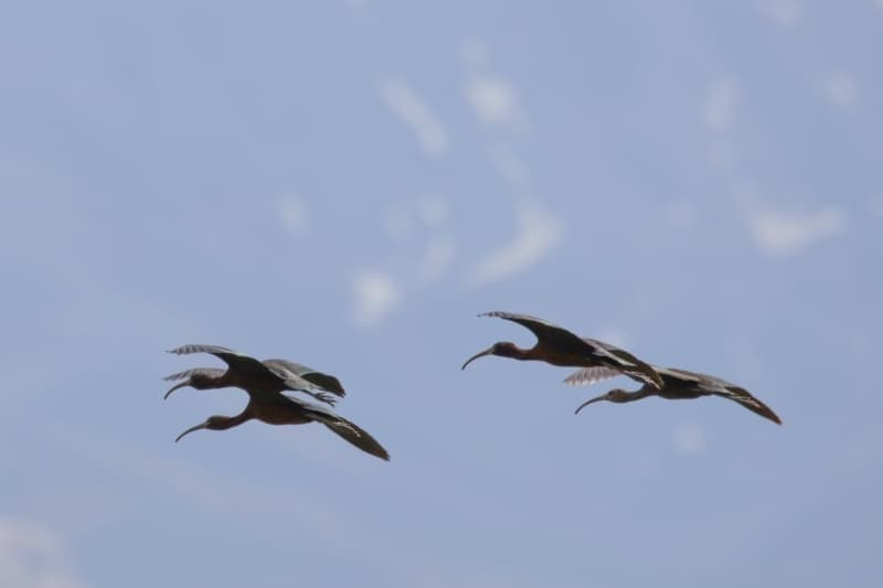 <p>Yüzüncü Yıl Üniversitesi (YYÜ) Fen Fakültesi Biyoloji Bölümü Öğretim Üyesi Prof. Dr. Özdemir Adızel, AA muhabirine yaptığı açıklamada, Anadolu topraklarının Asya, Afrika ve Avrupa kıtaları arasında kuşlar için çok önemli bir geçiş noktası olduğunu söyledi.</p>
