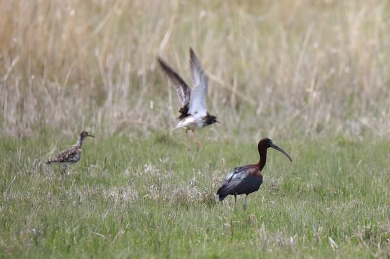 <p><b>- '234 FARKLI KUŞ TÜRÜNÜ FOTOĞRAFLADIK'</b><br></p>
