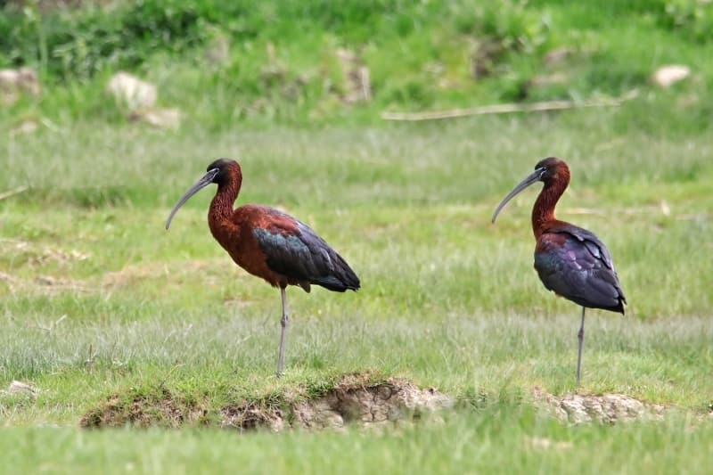 <p>Kuşların büyük bir kısmının göç ederken Van Gölü Havzası'nı kullandığını anlatan Adızel, 'Van Gölü Havzası'nda kaynaklara göre 300'den fazla kuş türünün yaşadığını biliyoruz. Şimdiye kadar 234 farklı kuş türünü fotoğrafladık. Çalışmalar devam ediyor. Bu sayı 300'lere doğru çıkabilir. Havza, sulak alan bakımından oldukça zengin. Dolayısıyla hem göç eden hem de göç etmeyen canlılara önemli yaşam alanı sunuyor. Bu nedenle ülkemizin en zengin noktalarından biri.' diye konuştu.</p>