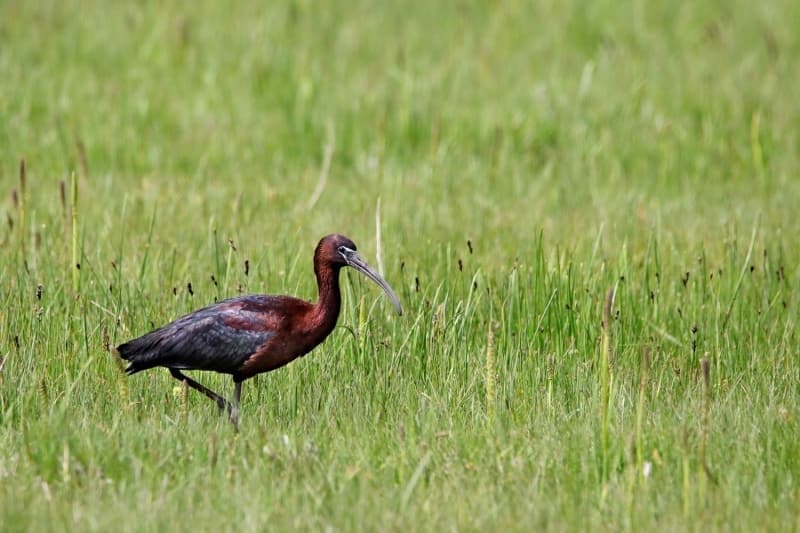 <p><b>- 'KUŞ SAYISINDA GÖZLE GÖRÜLÜR BİR ARTIŞ VAR'</b><br></p>