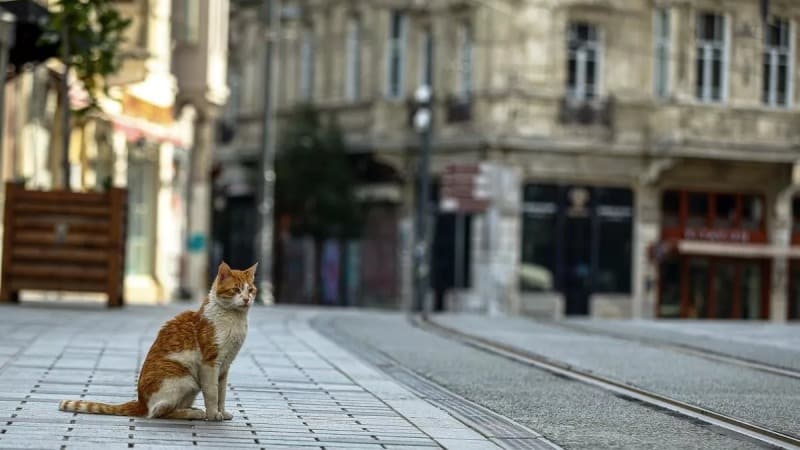<p>Şehirlerarası toplu ulaşım araçlarından (uçak, otobüs, tren, vapur, feribot vs.) biletleme yapmış olanlar sokağa çıkma kısıtlamasına tabi olmayacak.</p>