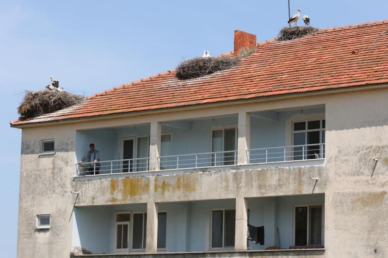 <p>Alaçam ilçesi Yukarıelma Mahallesi'nde oturan Metin Demirtaş'ın, 3 katlı evinin çatısında ise yaklaşık 25 leyleğin yaşadığı 7 leylek yuvası bulunuyor. </p>