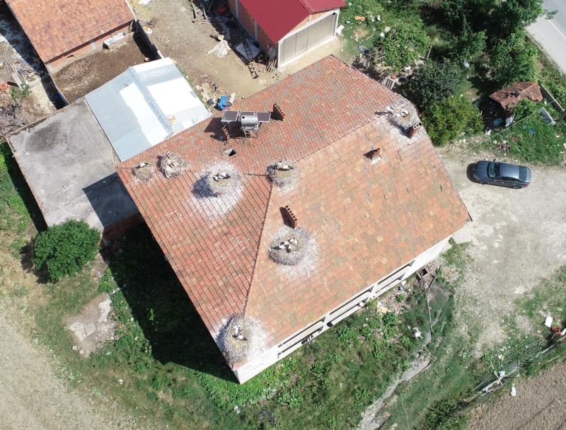 <p>Samsun- Sinop Karayolu kenarında bulunan evin çatısındaki yuvalarda bulunan leylekleri görenler ise şaşkınlığını gizleyemiyor.</p>