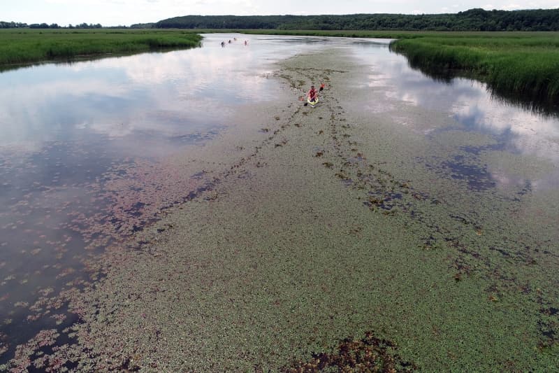 <p>erisinde 5 gl, 544 eit bitki, 46 tr canl, 25 cins srngen, 50 tr memeli, 30 eit tatl su bal, 20 tr deniz bal ve 219 eit ku barndran longoz ormanlar, her mevsim olduu gibi gzelliiyle dikkati ekiyor.</p>