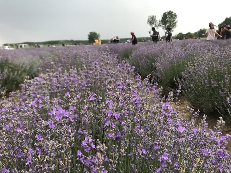 <p>Gelecek y�l Edirne Lavanta Tarla G�nleri etkinliklerinin, b�y�k bir organizasyonla d�zenlenece�ini ifade eden Aksal, 'Gelecek y�l lavanta tarlalar�m�za 100 bin ki�i bekliyoruz. �imdiden Yunanistan, Bulgaristan dahil t�m Balkanlar� ve T�rkiye'den t�m vatanda�lar�m�z� Edirne ci�erini yemeye, tarihi ve do�al g�zellikleri g�rmeye ve lavanta tarlalar�m�z� ziyaret etmeye bekliyoruz.' dedi.</p>